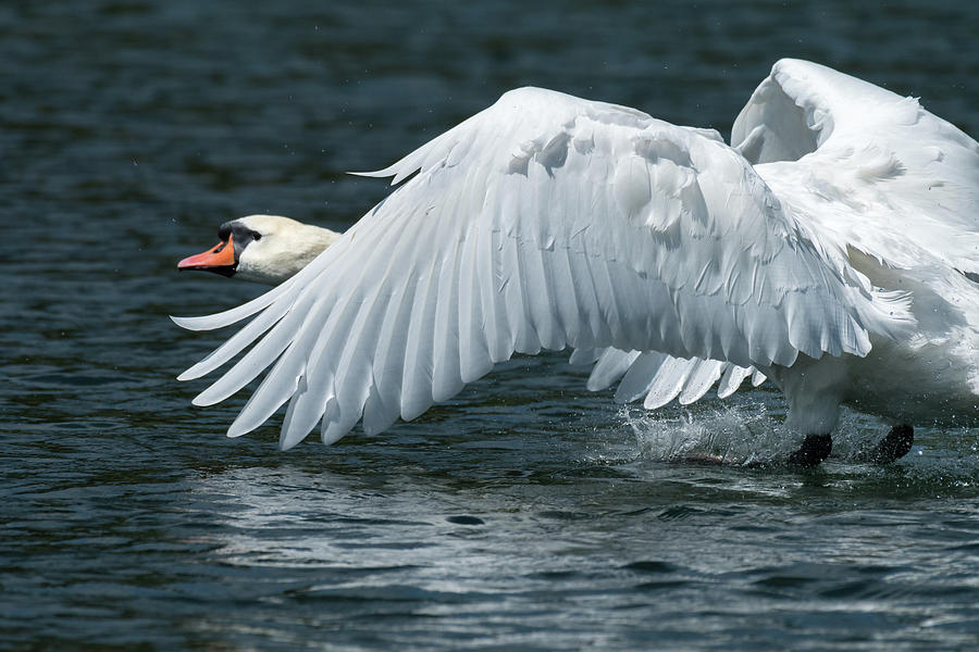 a-mute-swan-landing-on-the-water-stefan-rotter.jpg