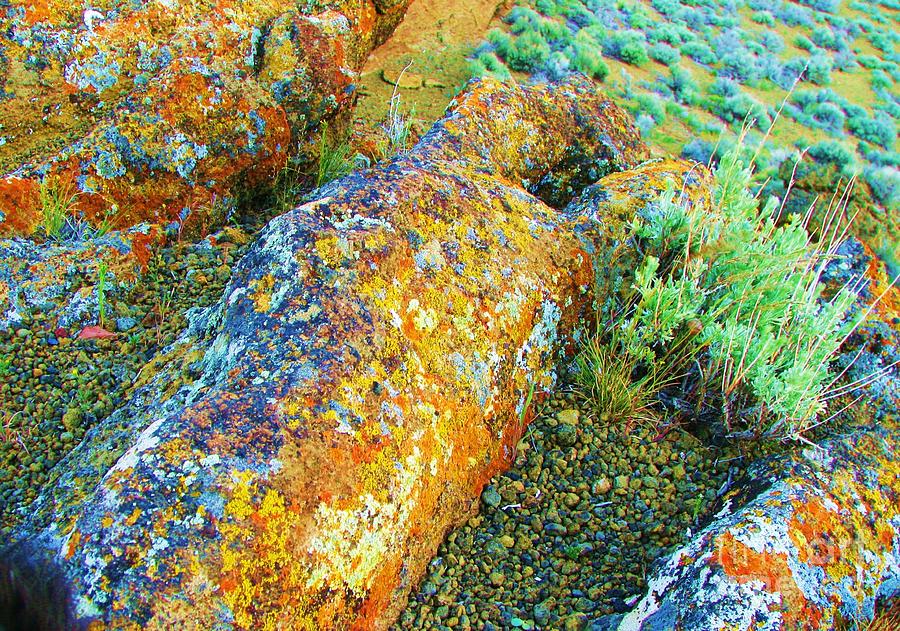 A Myriad of Lichens Photograph by Michele Penner