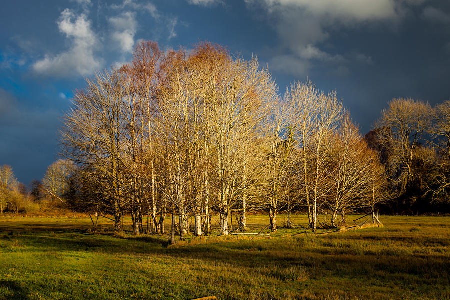 A Naked Copse Photograph by W Chris Fooshee