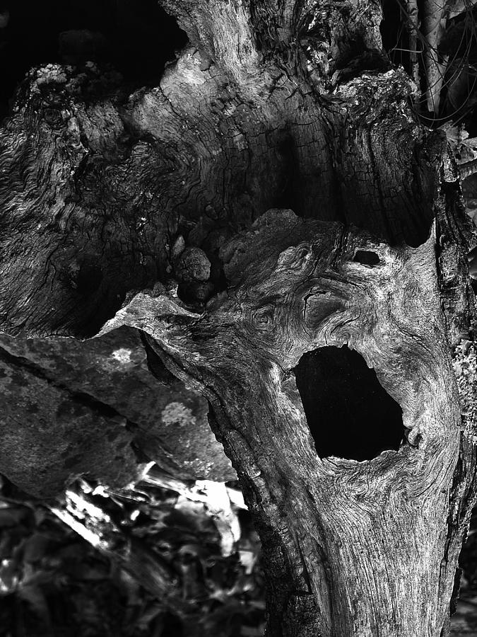Bw Photograph - A Natural Primordial Scream by Terrance DePietro