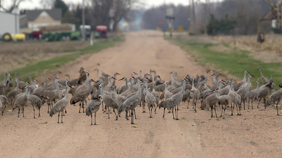 A Nebraska Roadblock Photograph by Susan Rissi Tregoning