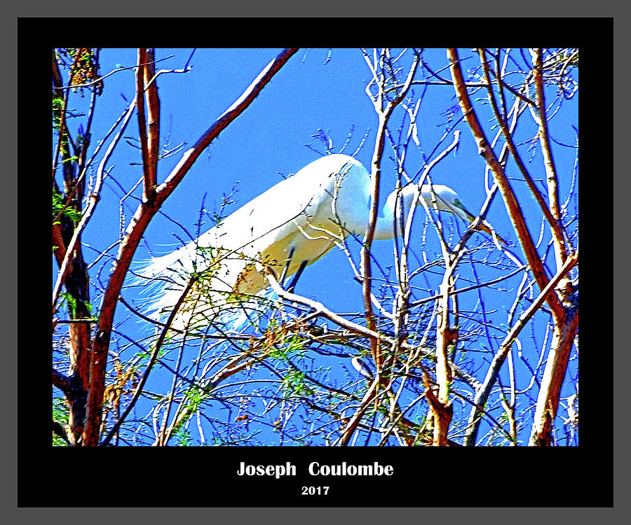 A  Nesting Egret Digital Art by Joseph Coulombe