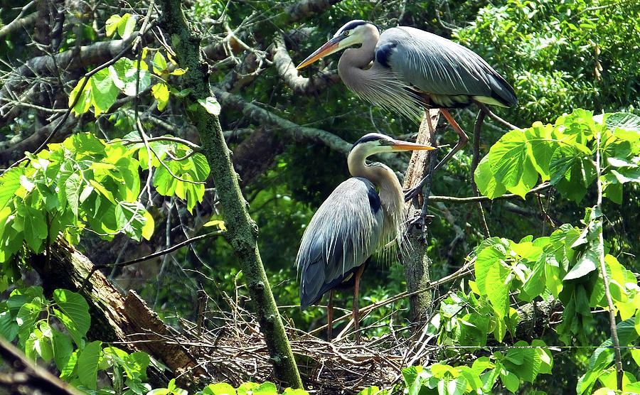 A Nesting Pair of Great Blue Herons Photograph by Judy Wanamaker