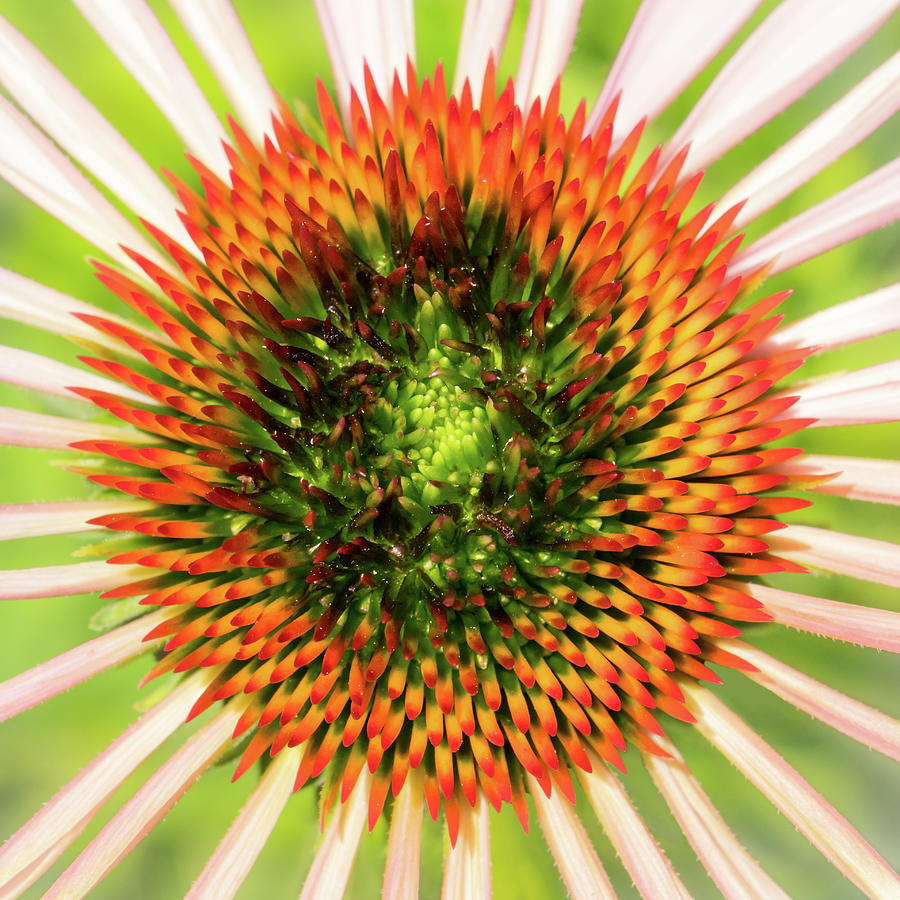 Flowers Still Life Photograph - A new Coneflower by Jim Hughes