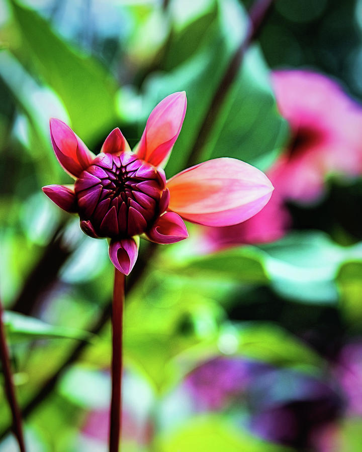Flower Photograph - A New Day by Jessica Manelis Flower Photograph - A New Day by Jessica Manelis