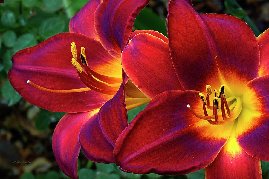 A New Day Lily Photograph by Phyllis Denton