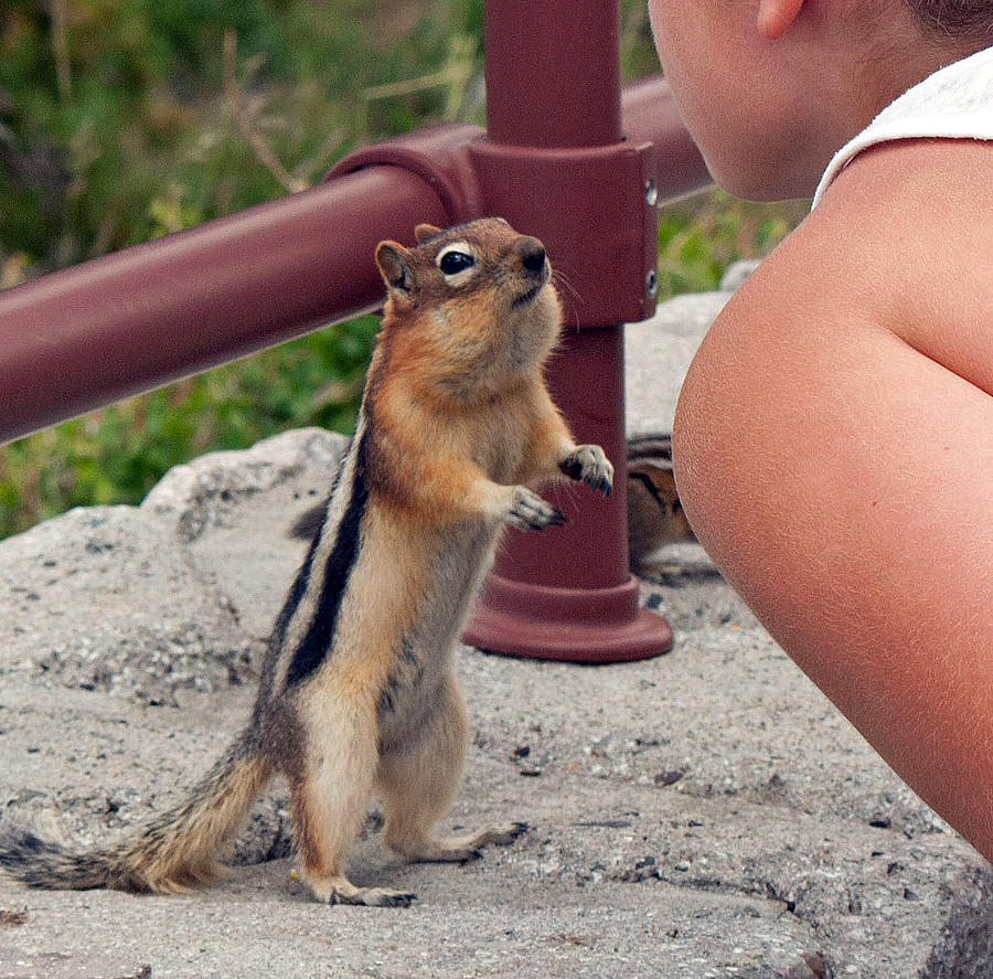 A New Friend 1 Photograph By June Goggins Fine Art America