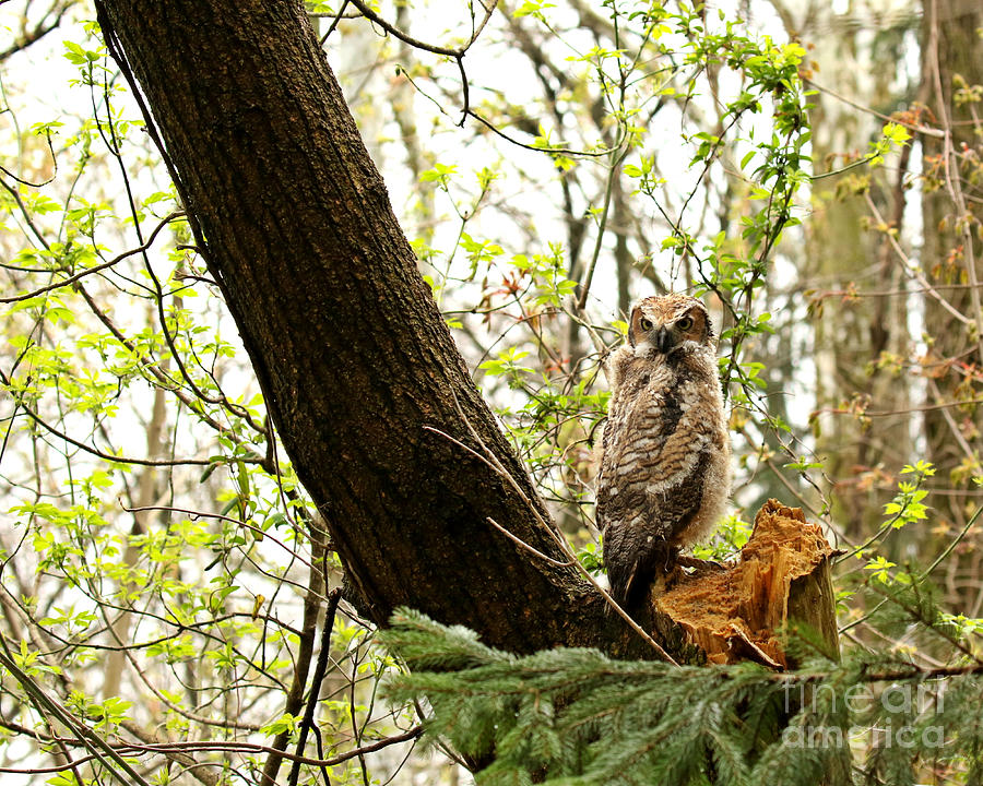 A new friend of the forest Photograph by Heather King