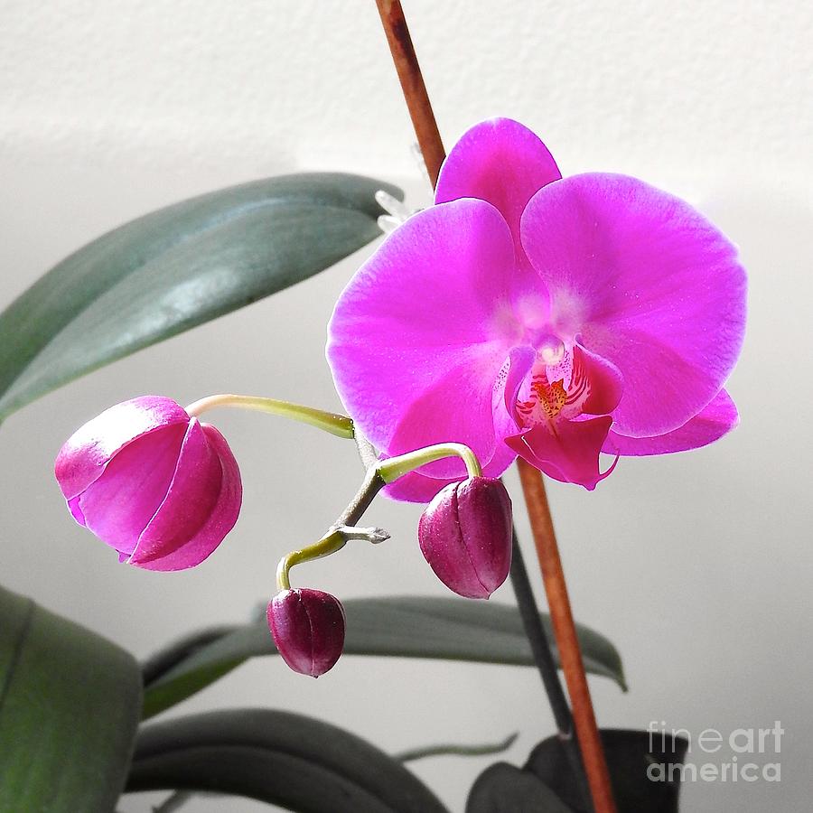 A New Orchid in Morning Light Painting by Phyllis Kaltenbach
