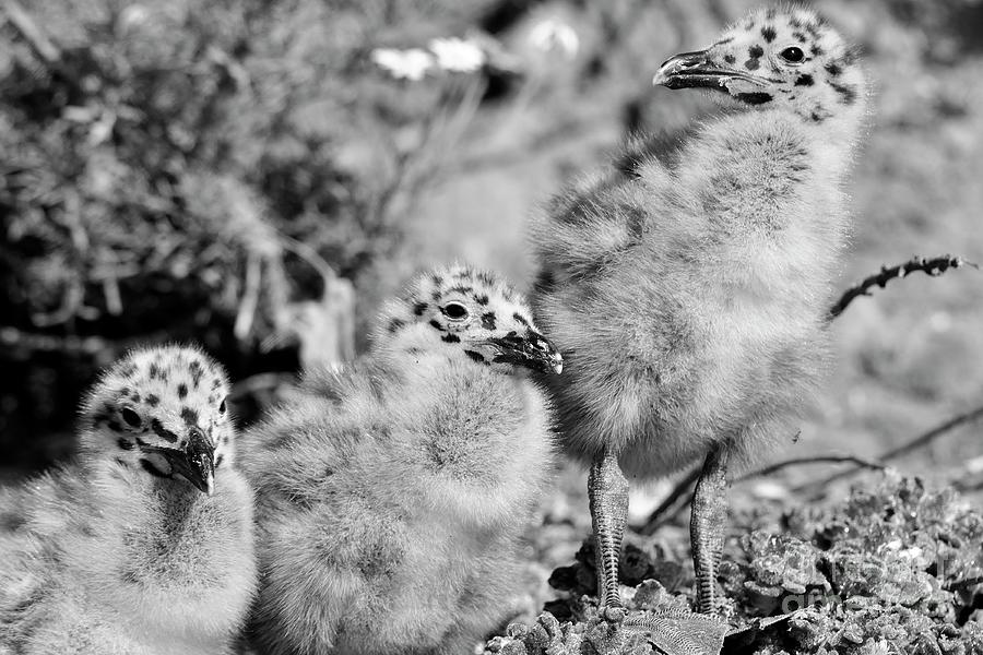 California Seagull Chicks Photograph by John F Tsumas