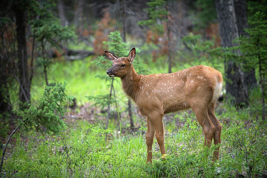 A Newborn Elk Photograph by Bill Cubitt