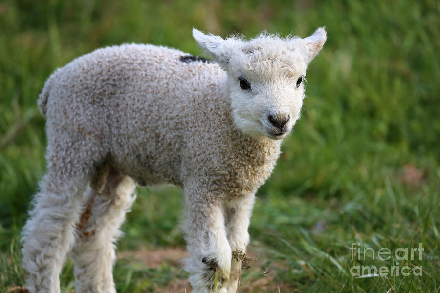 A Newborn Lamb Photograph by Lara Morrison