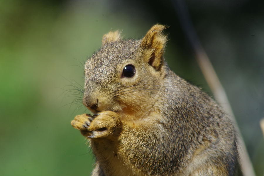 A nibbling squirrel Photograph by Jeff Swan - Fine Art America