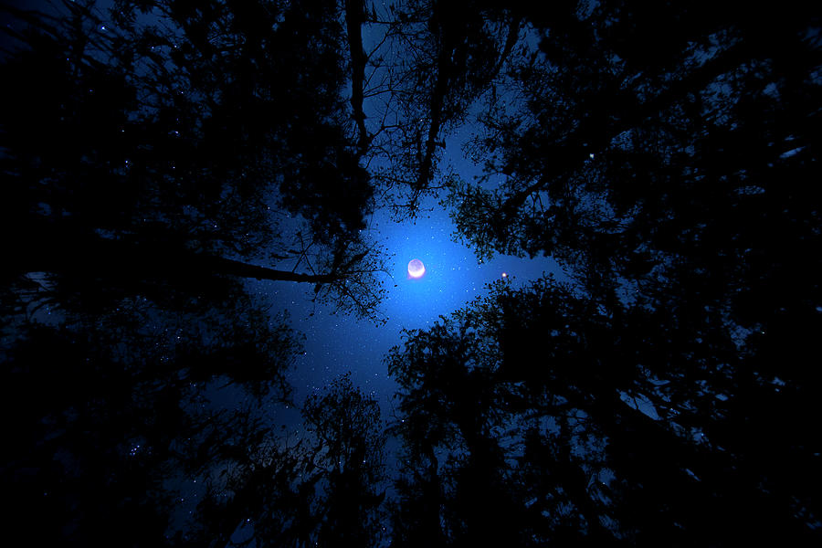 A Night in the Forest Photograph by Mark Andrew Thomas