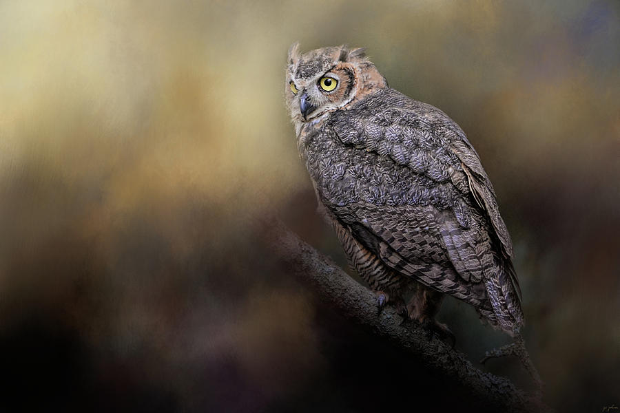 A Night With The Great Horned Owl 2 by Jai Johnson Photograph by Jai Johnson