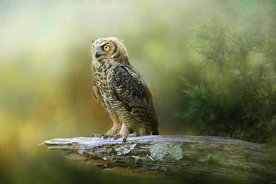 A Night With The Great Horned Owl 3 by Jai Johnson Photograph by Jai Johnson
