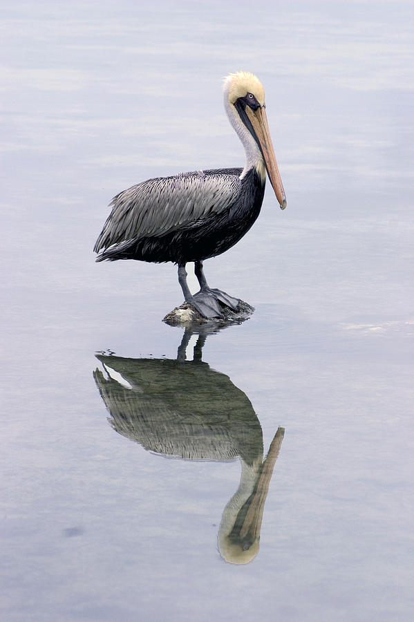 A Noble Bird Is The Pelican Photograph