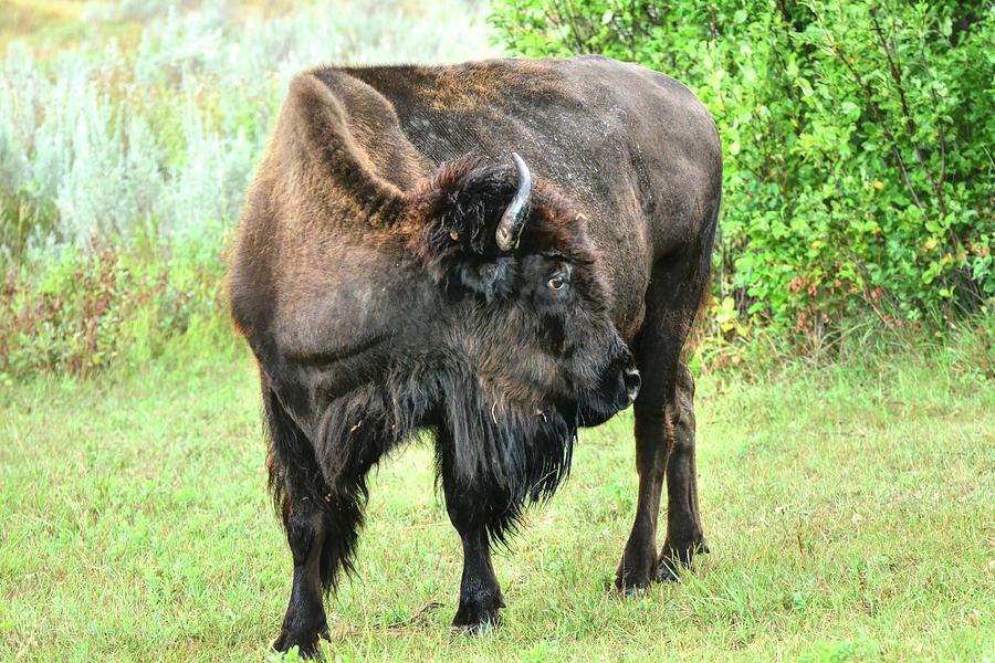 A Nonchalant Bison Photograph by Don Mercer