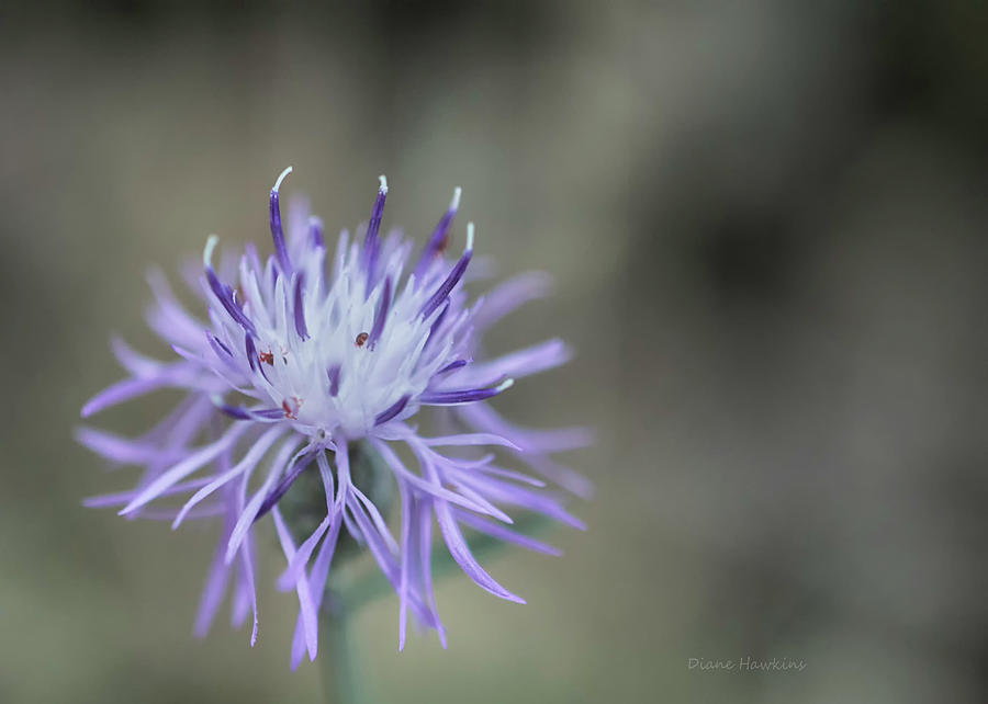 A North Idaho Wildflower Photograph