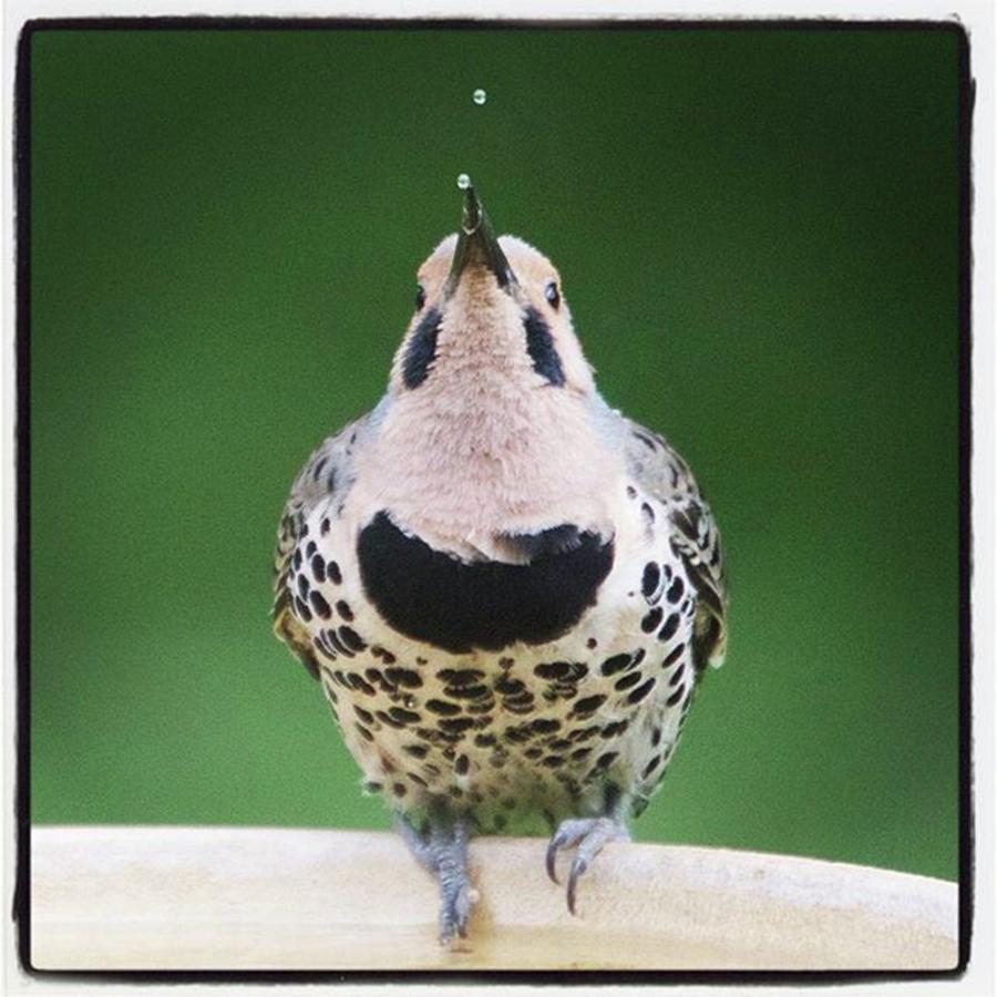 Wildlife Photograph - A Northern Flicker Blowing Bubbles At by Hermes Fine Art