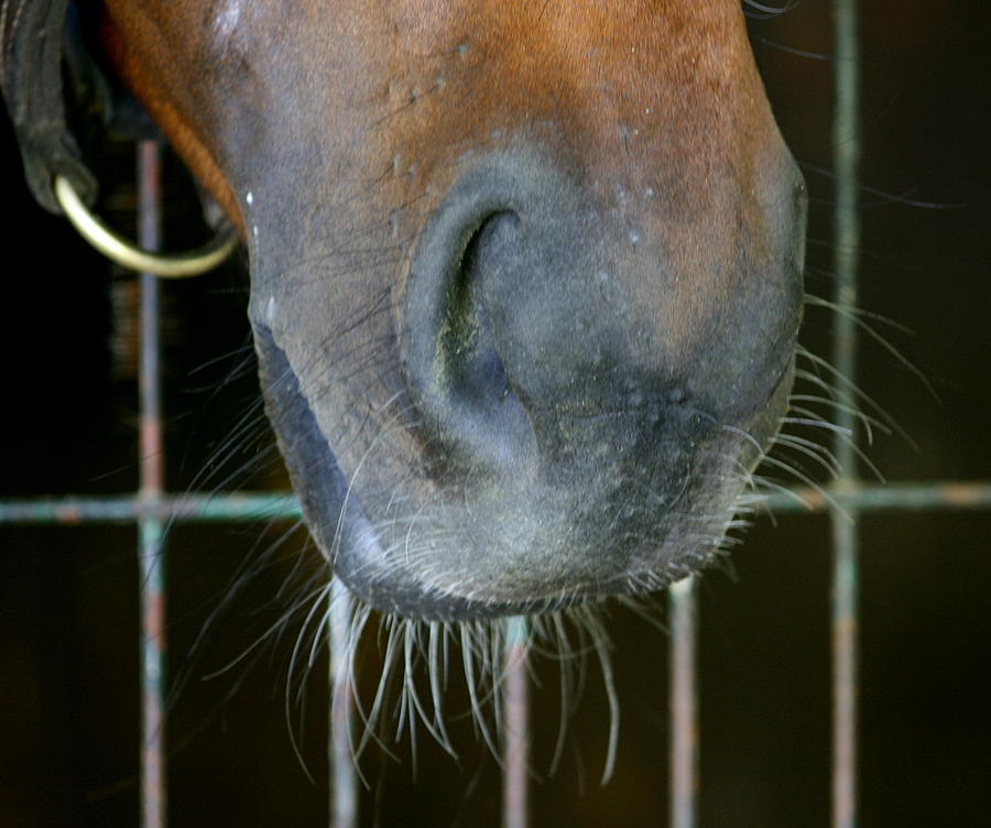 Horse Photograph - a Nose Knows by Cathy Harper