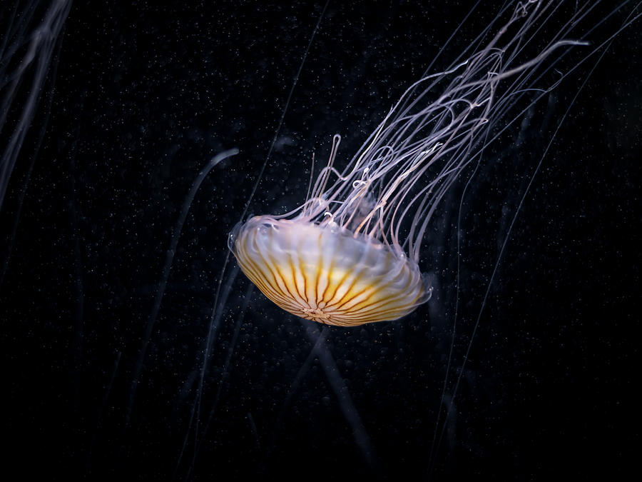 A Pacific Sea Nettle In An Aquarium In Austria Photograph