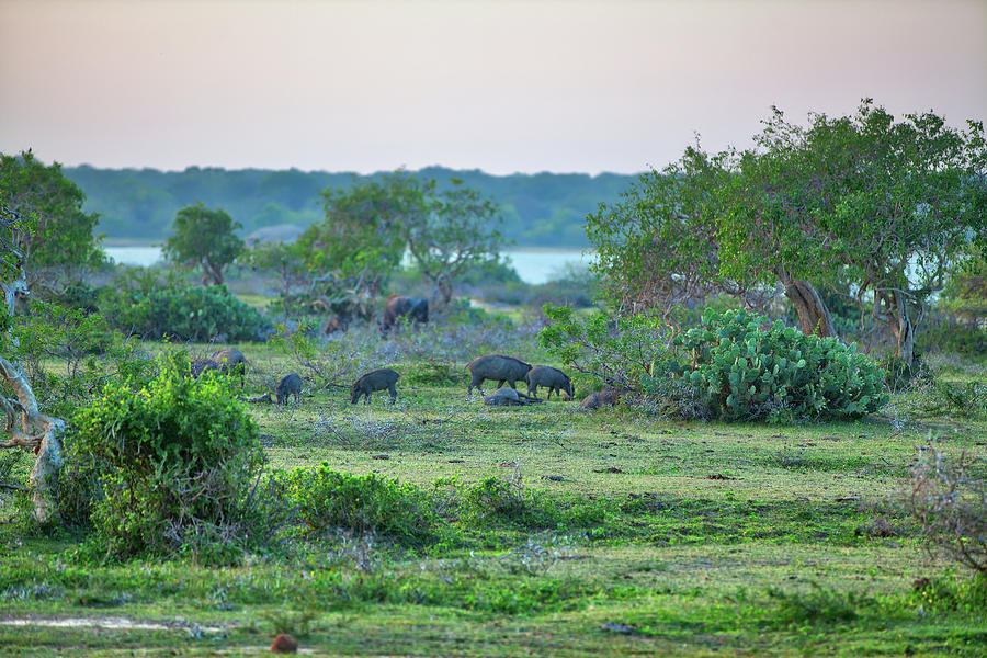 a pack of Wild Pigs in the gorgeous landscape in the Yala Nationalpark  Photograph by Gina Koch