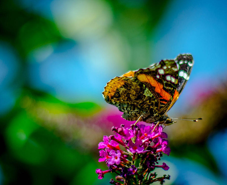 A painted lady Photograph by Bruce Pritchett