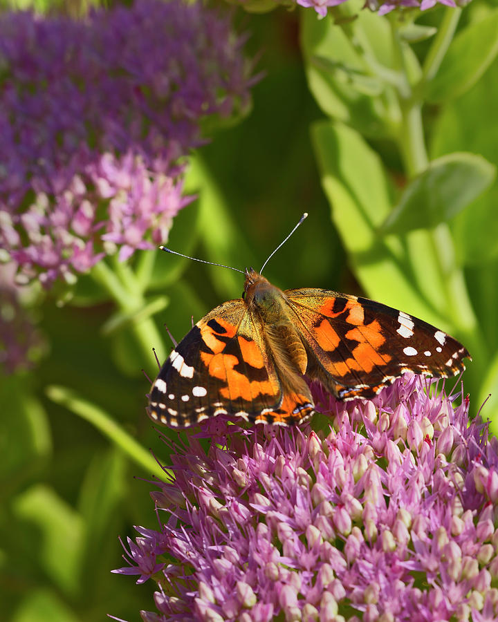 A Painted Lady Butterfly Photograph