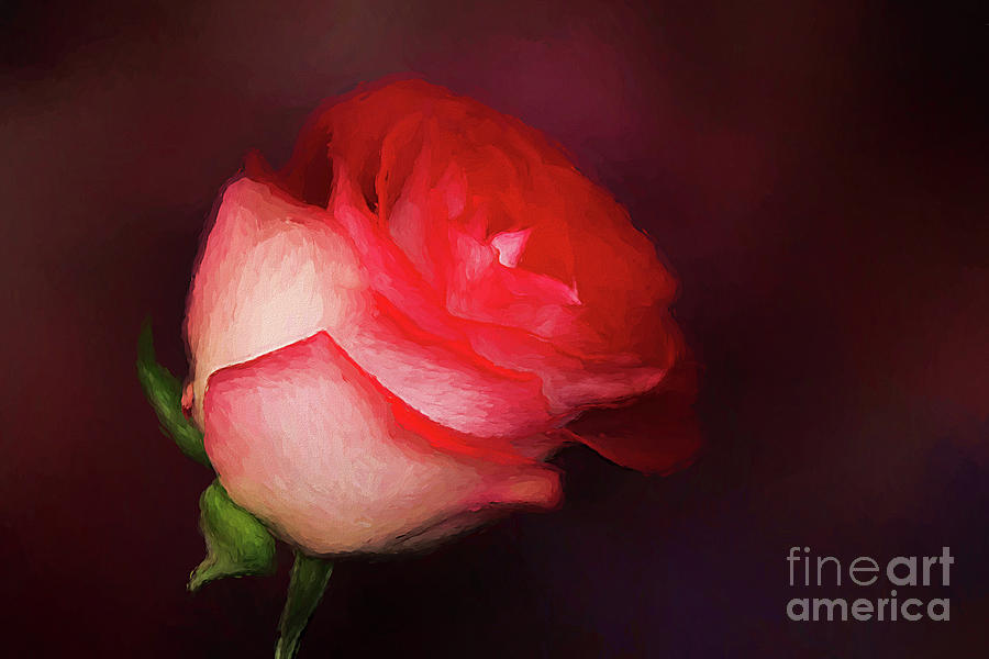 A Painted Rose Photograph by Darren Fisher