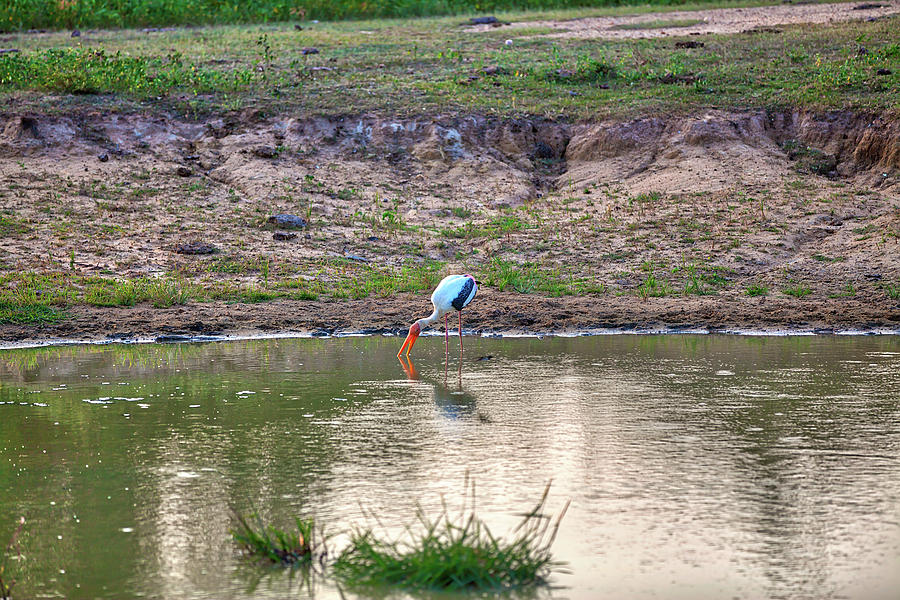 a painted stork is fishing in a pond in the Yala Nationalpark Photograph by Gina Koch