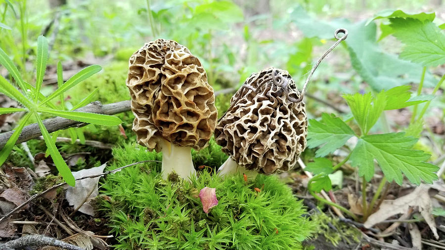 A Pair Morels Photograph by Brook Burling