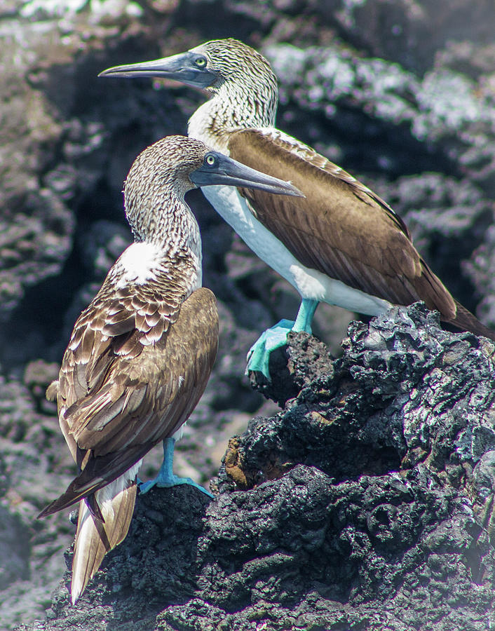 A Pair of Blue Footed Boobies, Galapagos Photograph by Venetia Featherstone-Witty