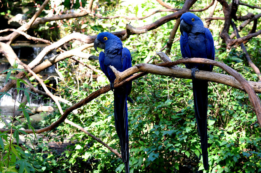 A Pair of Blue Macaws Photograph by Jan Amiss Photography
