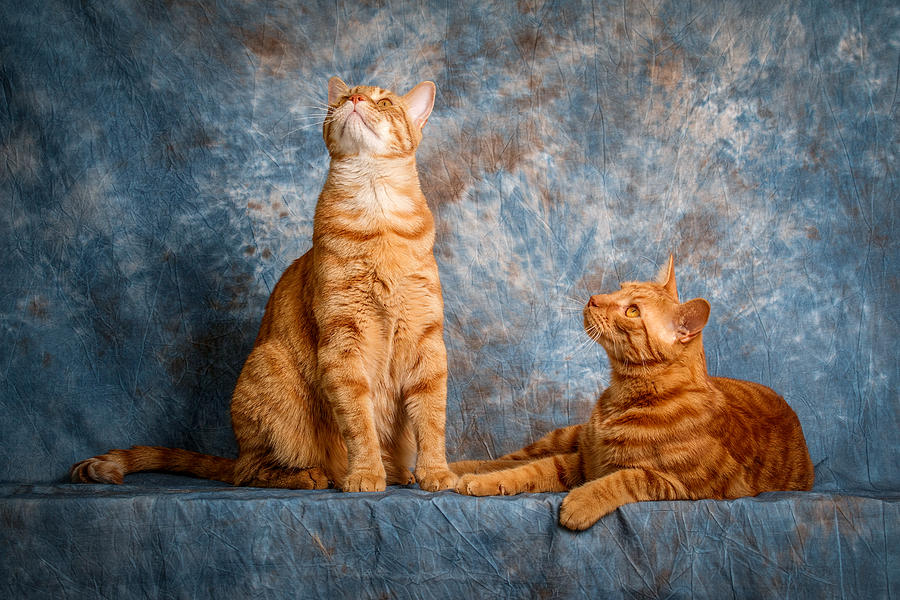 A Pair of Cats Photograph by Doug Long