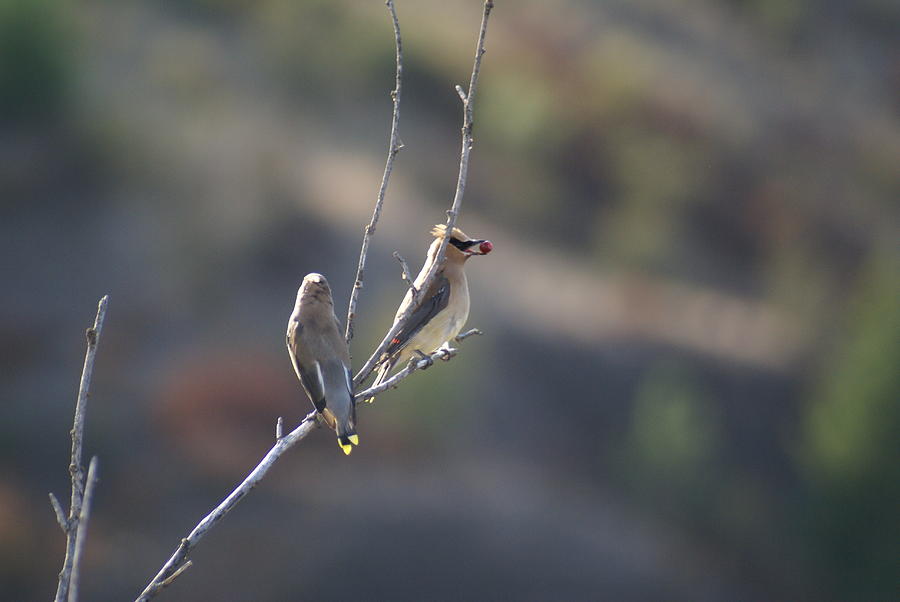 Bird Photograph - A pair of Cedar Waxwings enjoying Lunch by Ben Upham III