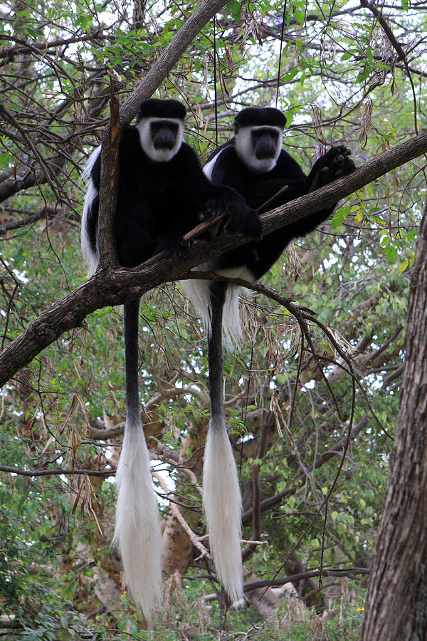 Pair Of Colobus Monkeys Photograph by Aidan Moran