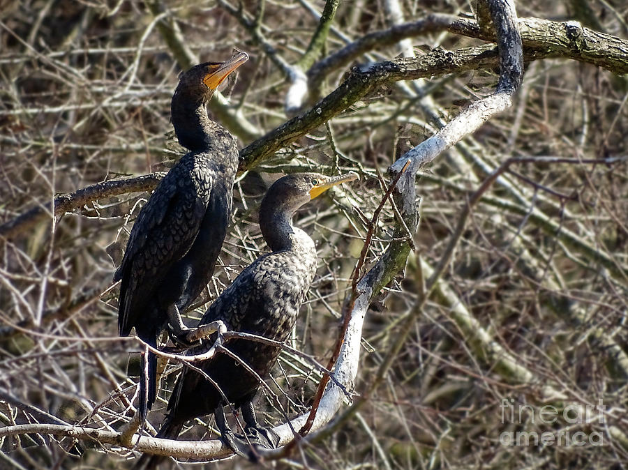 A Pair Of Cormorants Photograph by Melissa Messick