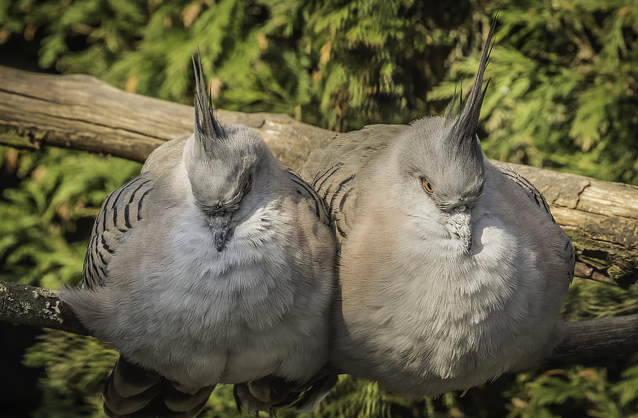 Landscape Photograph - A Pair of Crested Pigeons by Mike Walker