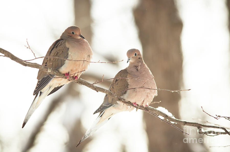 A Pair of Doves Photograph by Cheryl Baxter
