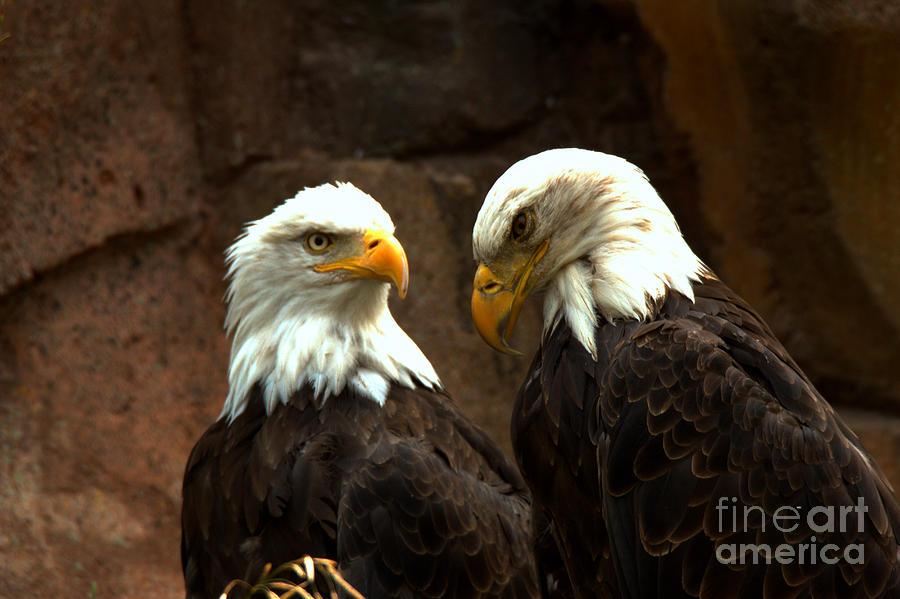 A Pair Of Eagles Photograph by Adam Jewell