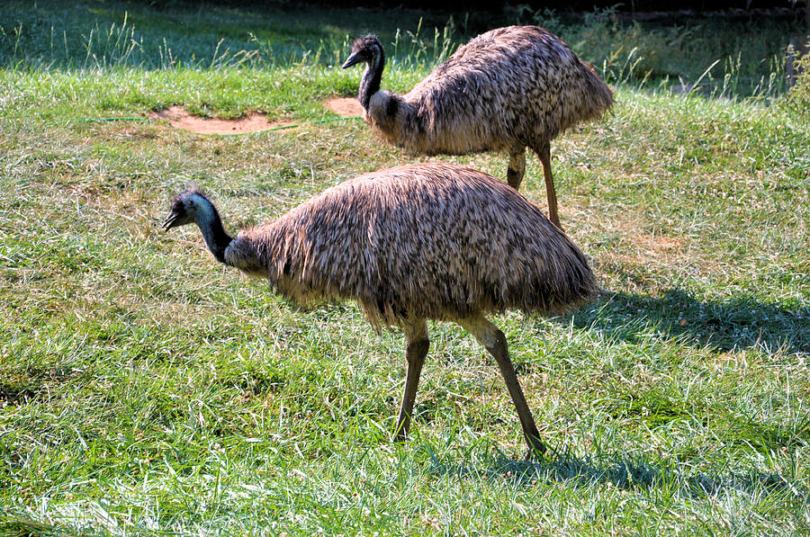 A Pair Of Emu Photograph by Jan Amiss Photography - Pixels