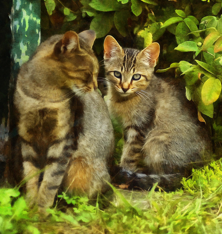 A Pair of Feral Cats Digital Art by JGracey Stinson