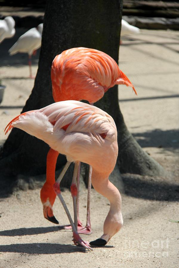 A Pair of Flamingo Photograph by Yumi Johnson