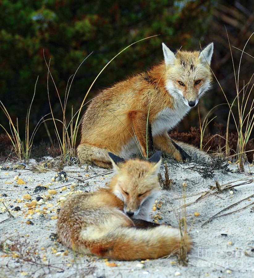 A pair of Foxes Photograph by Paul Ward