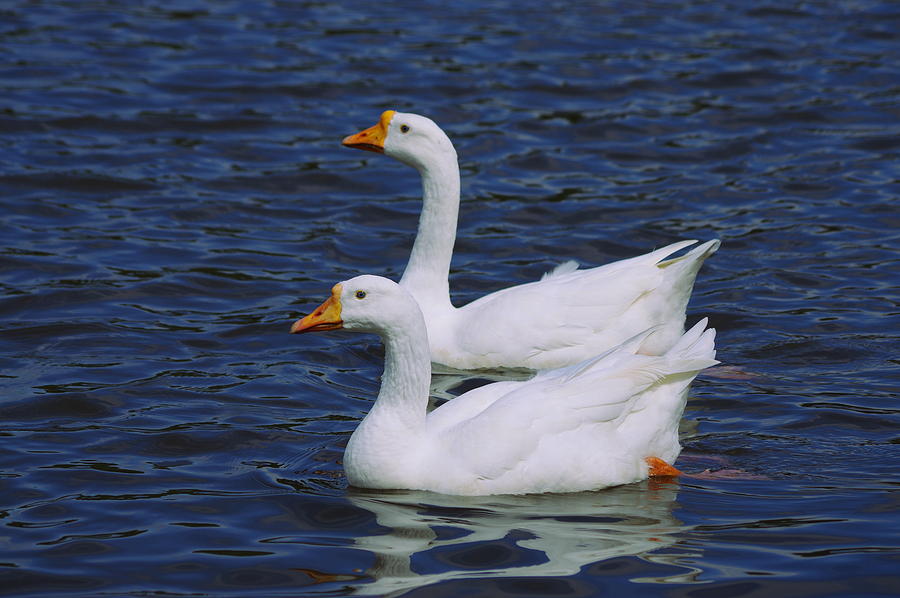 Geese Photograph - A Pair of Geese by Aaron Rushin
