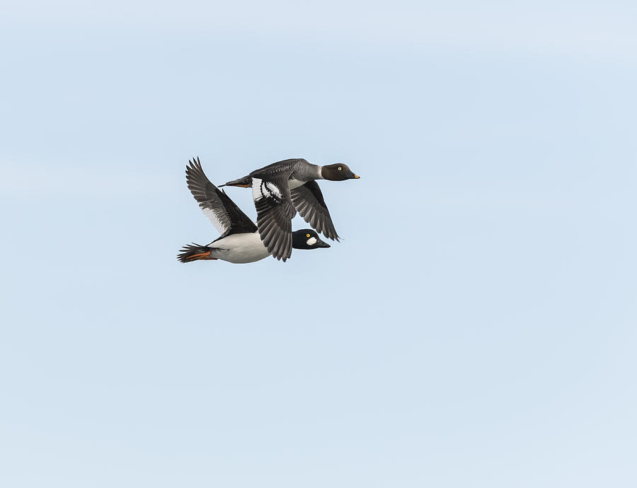 A Pair Of Golden Eye Ducks In Flight Photograph by Thomas Young