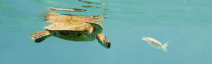A Pair Of Green Sea Turtles, Chelonia Mydas Photograph