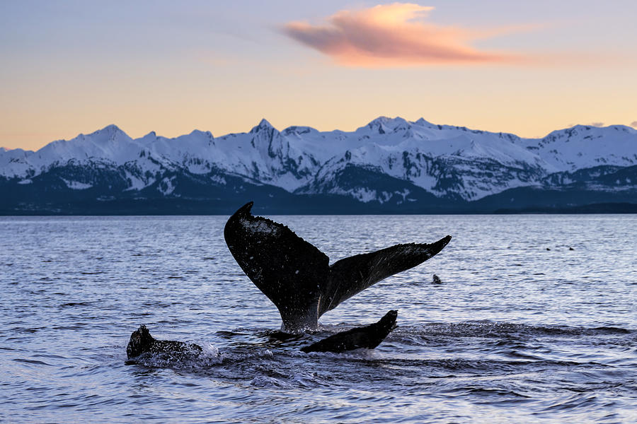 A Pair Of Humpback Whale Tails Photograph by John Hyde