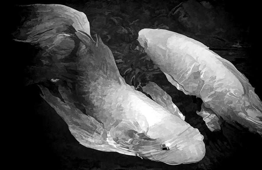 A Pair of Koi In B W Photograph by HH Photography of Florida